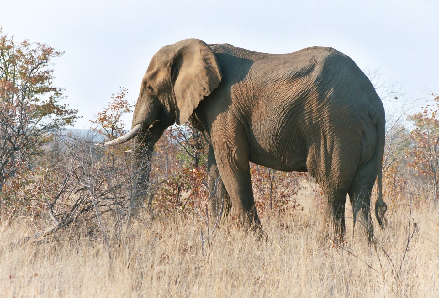 Kruger lodge and safari planning