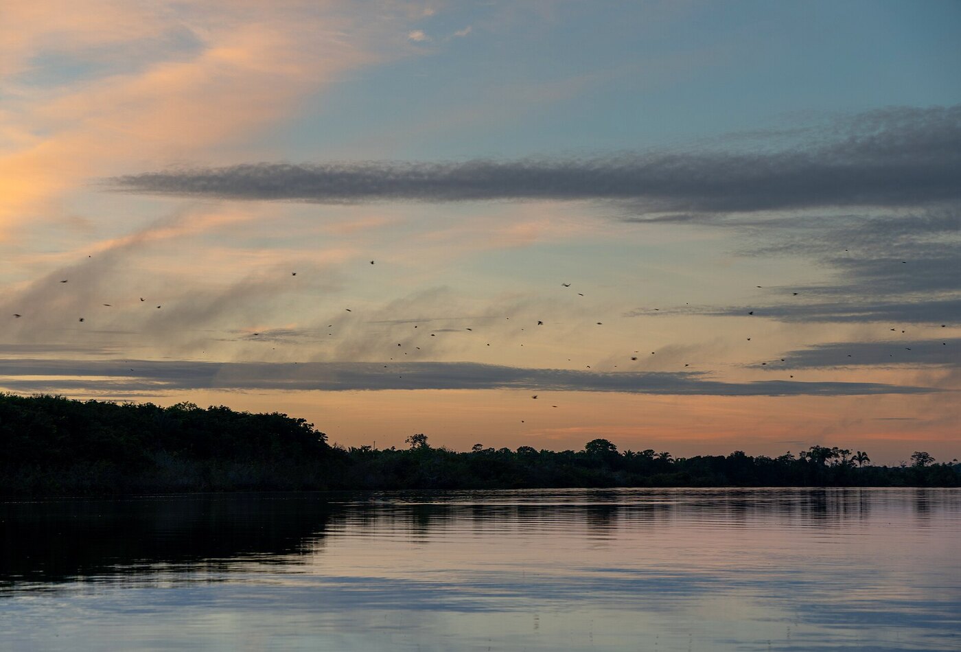 Amazon rainforest Brazil
