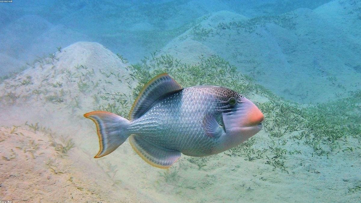 Красное море: Где находится регион и кому он подходит
