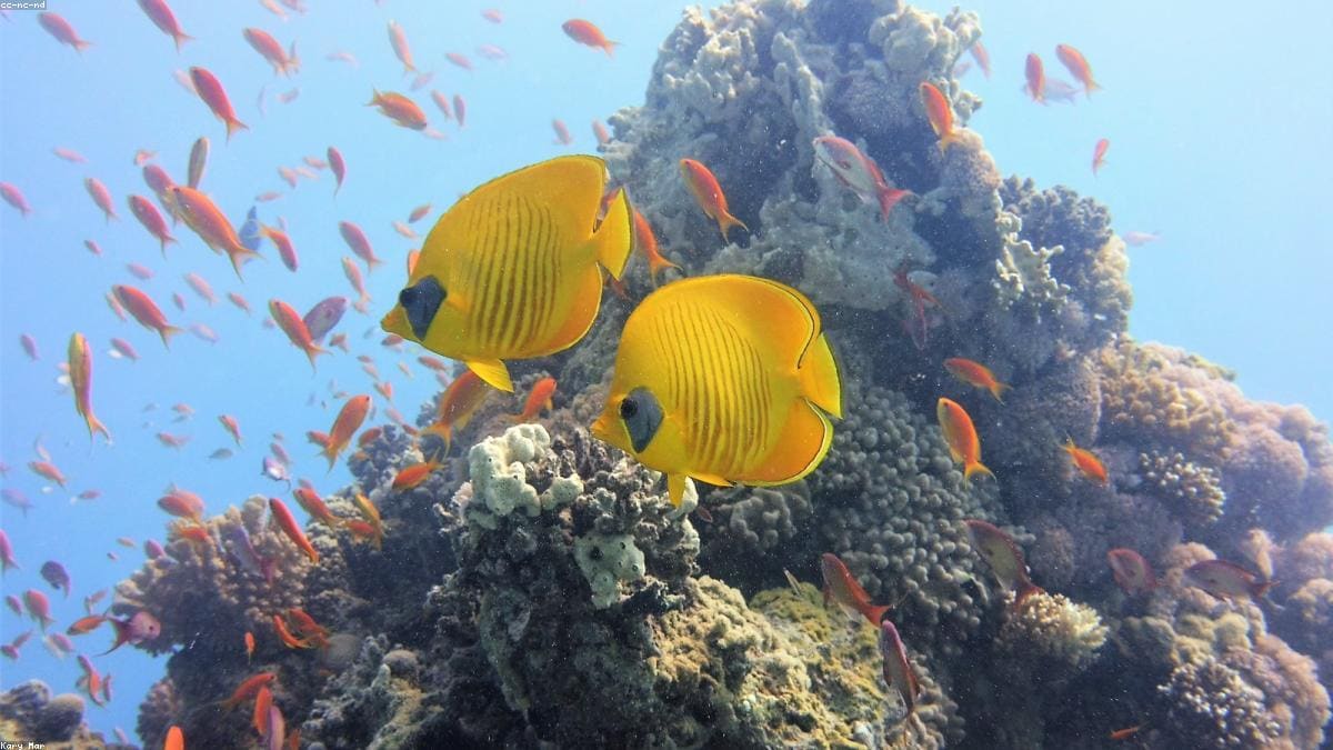 Красное море: Туристические зоны и базы ночевок