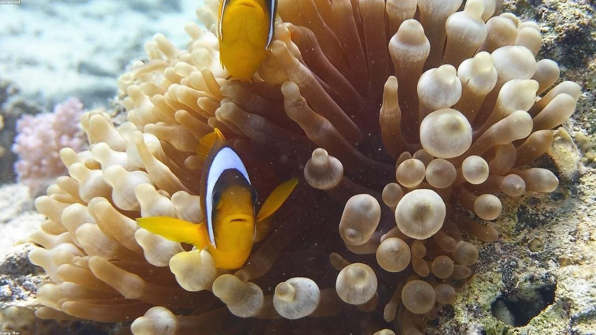 Красное море: Туристические зоны и базы ночевок