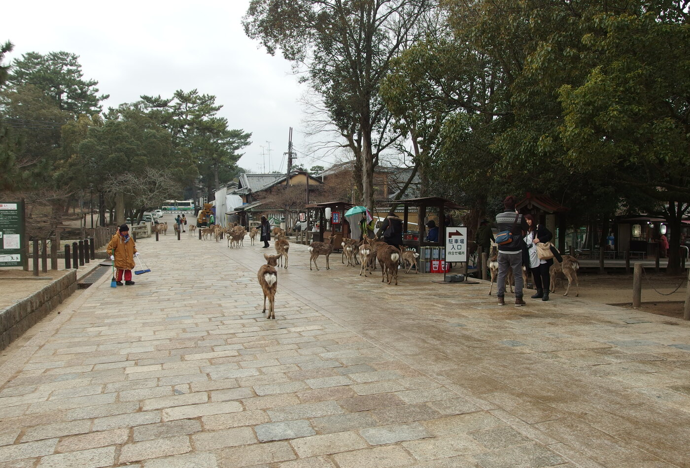 Nara deer park и Todai-ji day trip