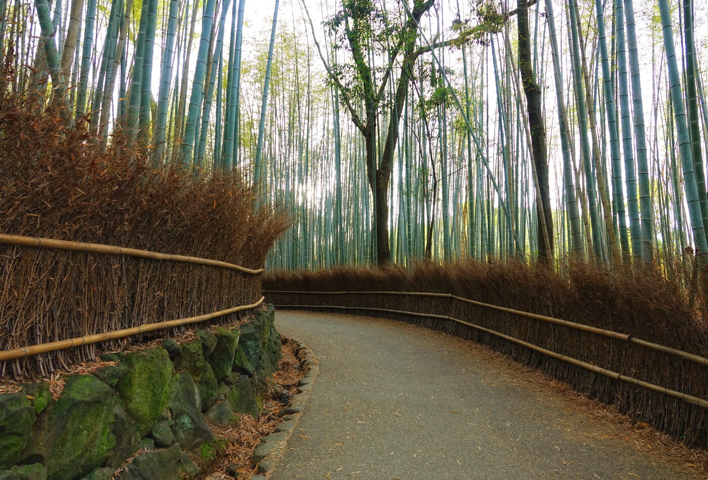 Arashiyama bamboo grove Kyoto