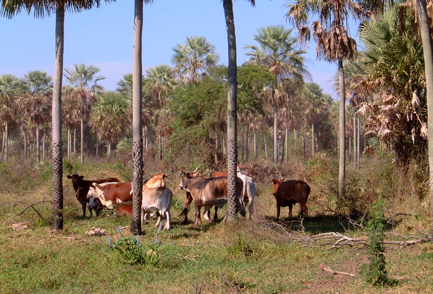 Paraguay nature extension