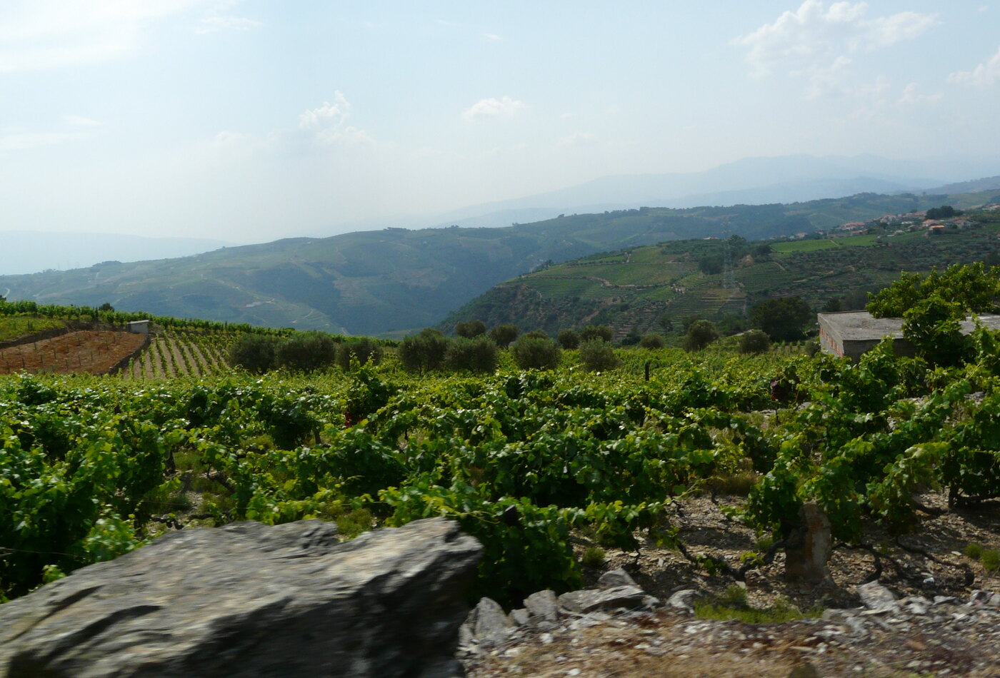 Douro vineyards для northern Portugal route