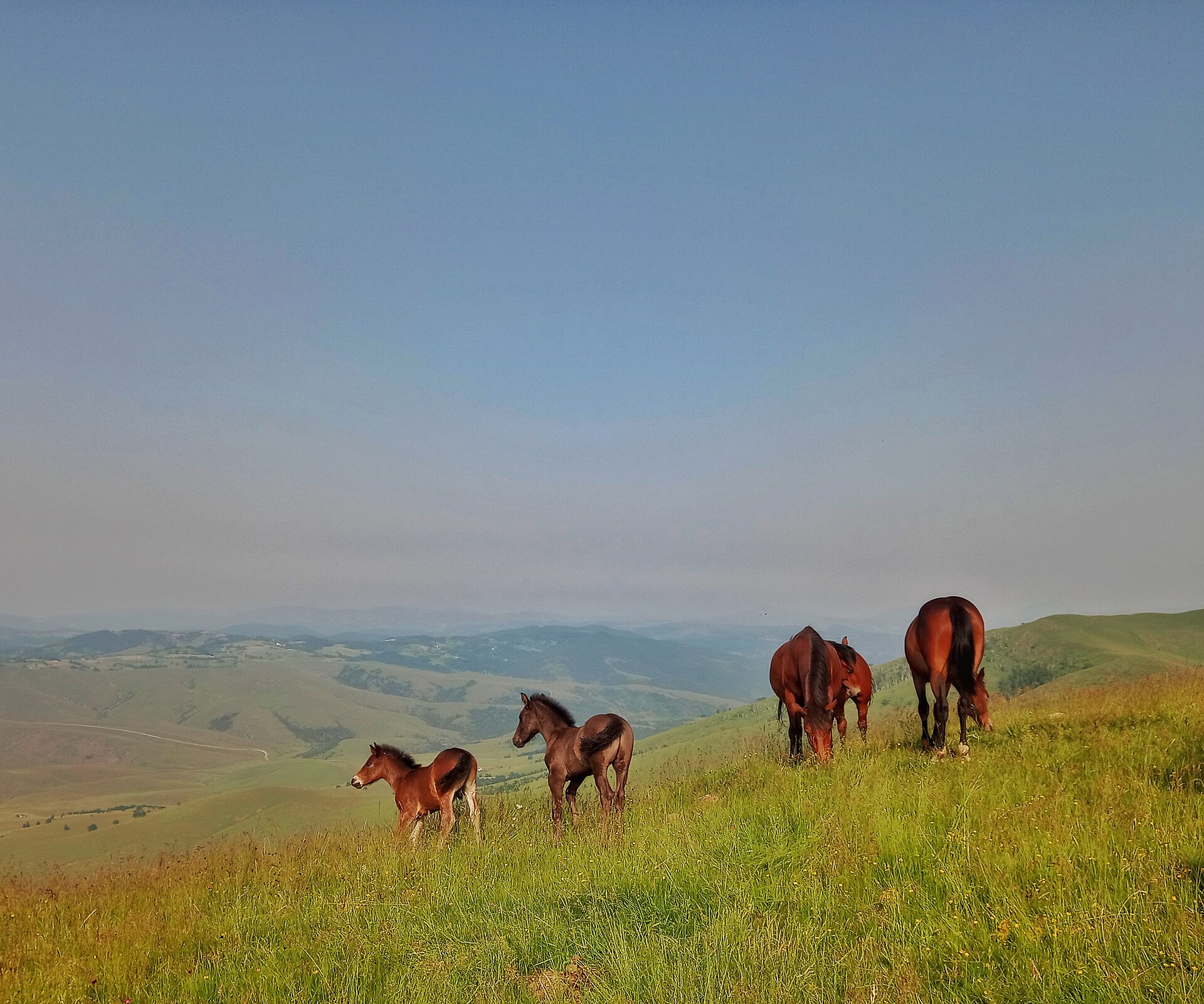 Zlatibor Landscape, Сербия
